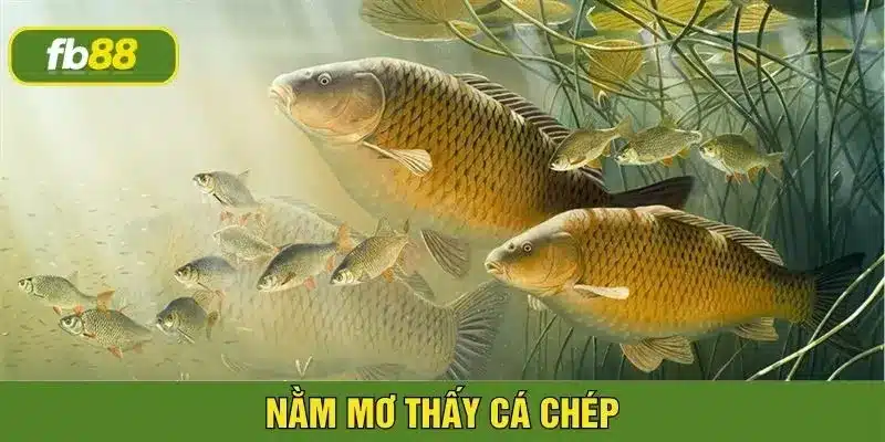 Thấy cá chép trong giấc mơ đánh con nào trúng lớn?