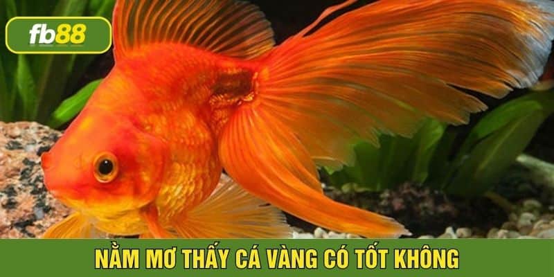 Giấc mơ cá vàng mang ý nghĩa tốt lành cho bạn