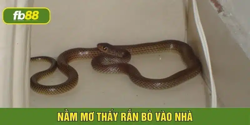 Nằm mơ thấy rắn điềm gì nếu thấy rắn bò vào nhà 