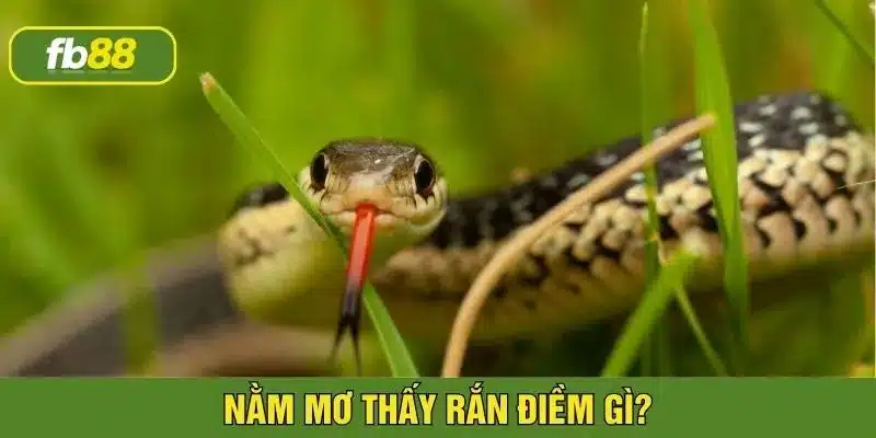 nằm mơ thấy rắn điềm gì