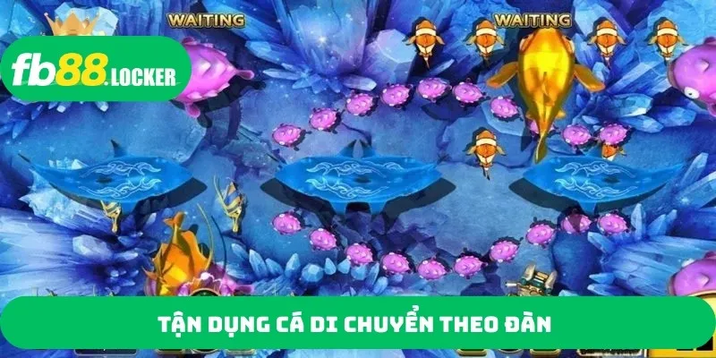 Tận dụng cá di chuyển theo đàn